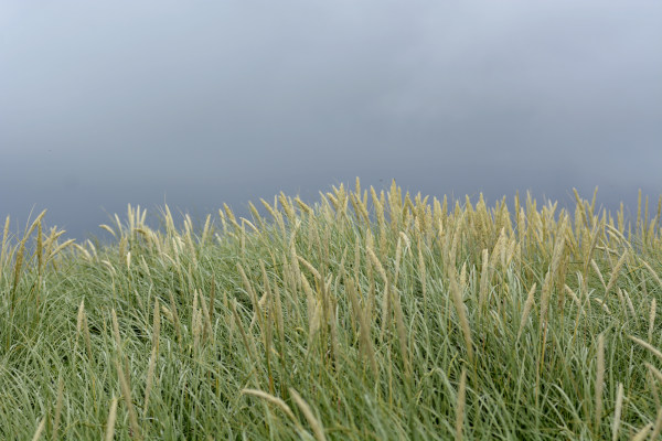 Les couleurs de l't aux les Hbrides: ciel gris, sol vert